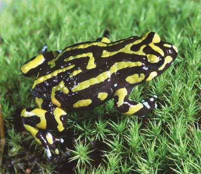 2015-01-28 Pseudophryne pengilleyi