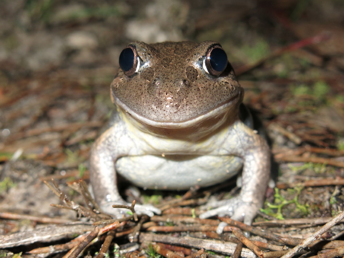 2015 04 22 A.Payne Lim.d.dumerilli