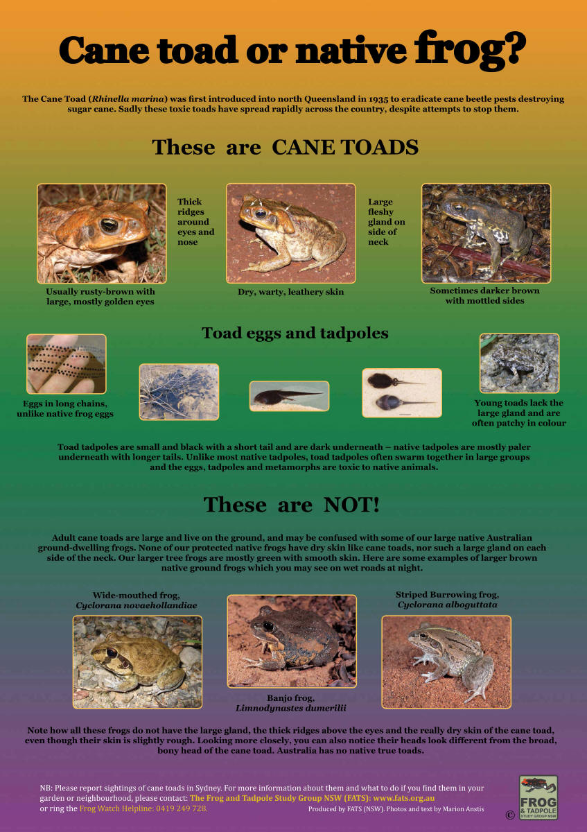 CaneToadPoster