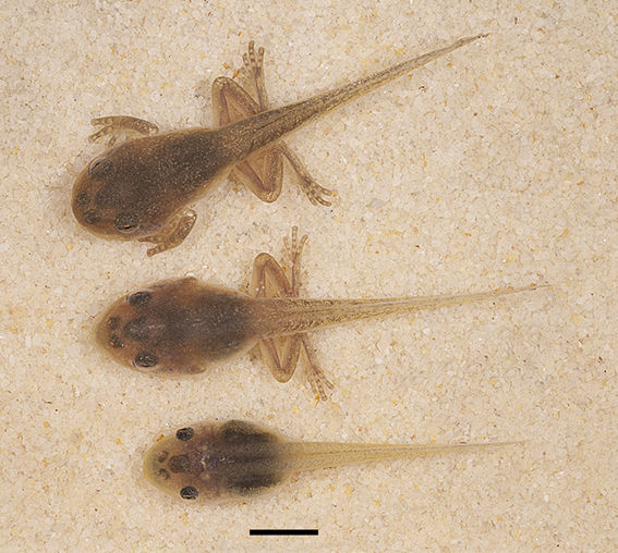 Red eyed Tree Frog Litoria chloris dorsal view