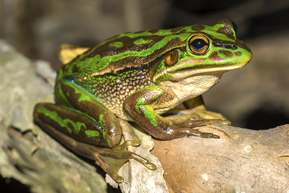 Green and Golden Bell Frog Litoria aurea Peter Spradbrow