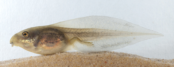 Green and Golden Bell Frog Litoria aurea