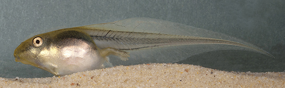 Peron's Tree Frog Litoria peronii