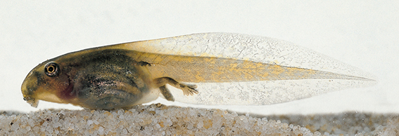 Red eyed Tree Frog Litoria chloris