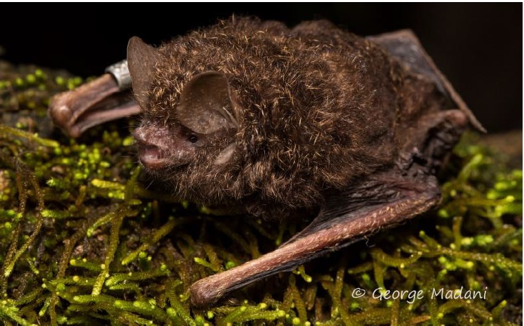 Golden tipped Bat