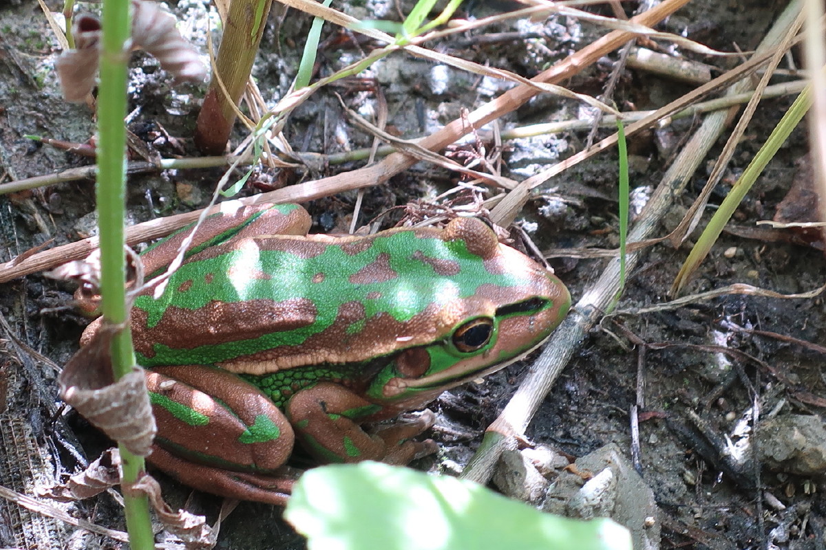 Green and Gold Greenacre IMG 1124trx